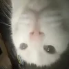 ❤️ Эмодзи «Капчони и пабло гандони» для Telegram