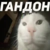 Стикерпак Капчони и пабло гандони для Telegram