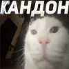 ❤️ Эмодзи «Капчони и пабло гандони» для Telegram