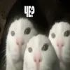 ❤️ Эмодзи «Капчони и пабло гандони» для Telegram