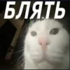 ❤️ Эмодзи «Капчони и пабло гандони» для Telegram