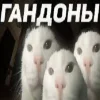 😍 Эмодзи «Капчони и пабло гандони» для Telegram