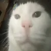 ❤️ Эмодзи «Капчони и пабло гандони» для Telegram
