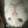 ❤️ Эмодзи «Капчони и пабло гандони» для Telegram