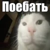 ❤️ Эмодзи «Капчони и пабло гандони» для Telegram