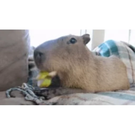 🍌 Стикер «Капибара/Capybara» для Telegram