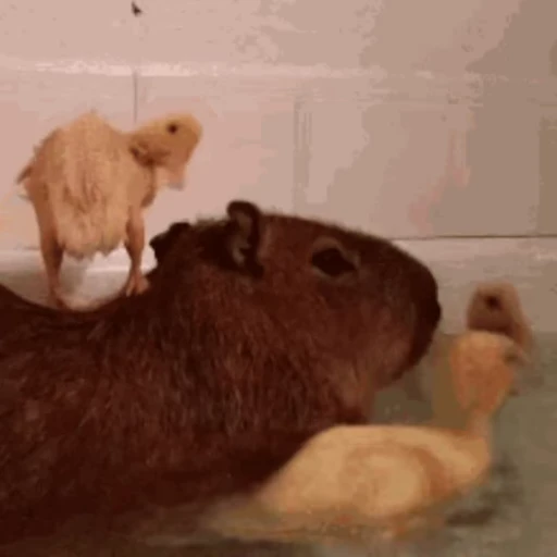 🦆 Стикер «Капибара/Capybara» для Telegram