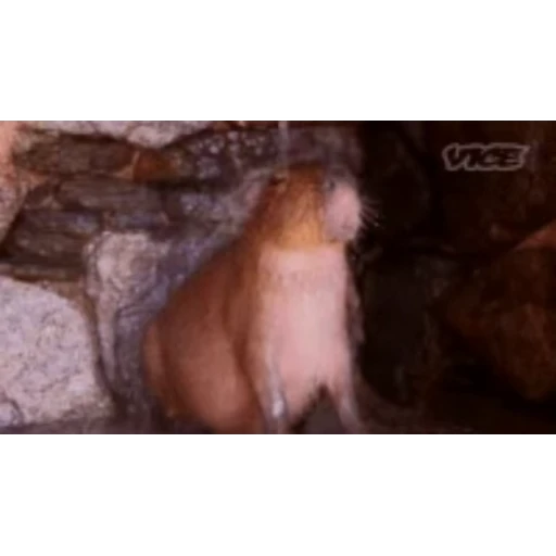 🚿 Стикер «Капибара/Capybara» для Telegram