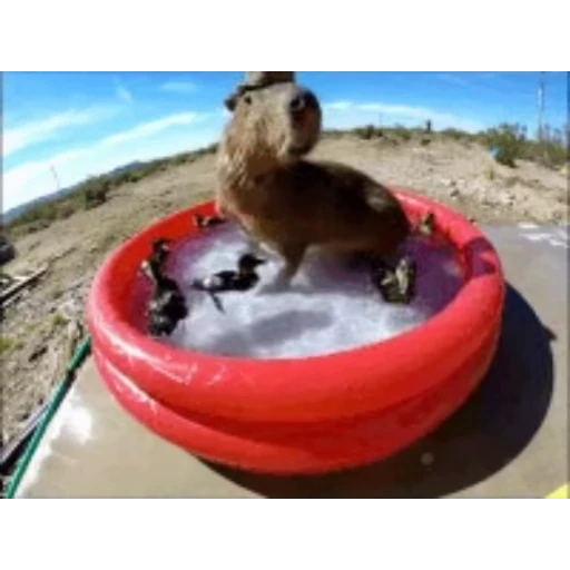 🛁 Стикер «Капибара/Capybara» для Telegram