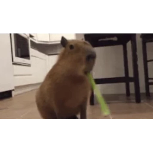 🥬 Стикер «Капибара/Capybara» для Telegram