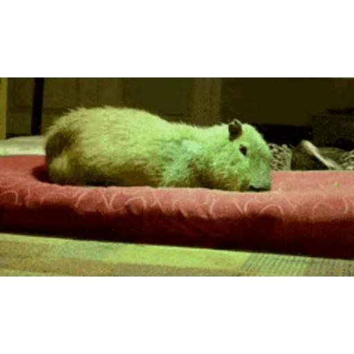 🦫 Стикер «Капибара/Capybara» для Telegram