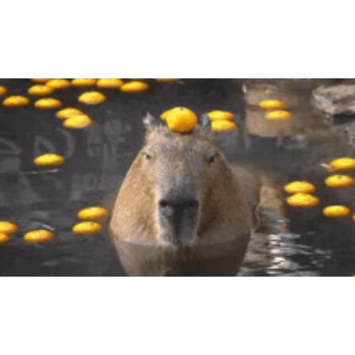 🛀 Стикер «Капибара/Capybara» для Telegram