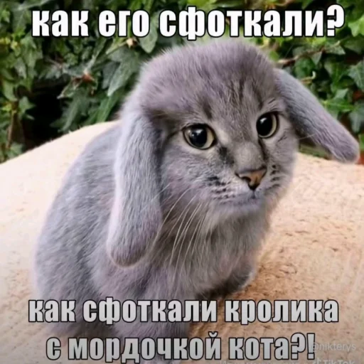 🐱 Стикер «катафеи» для Telegram