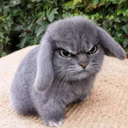🐱 Стикер «катафеи» для Telegram