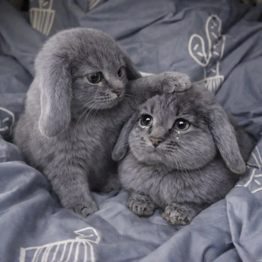 🐱 Стикер «катафеи» для Telegram