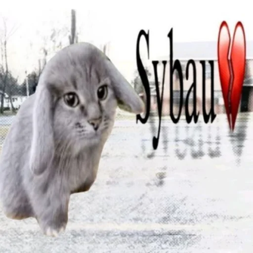 🐱 Стикер «катафеи» для Telegram