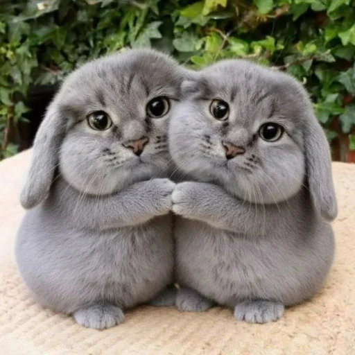 🐱 Стикер «катафеи» для Telegram
