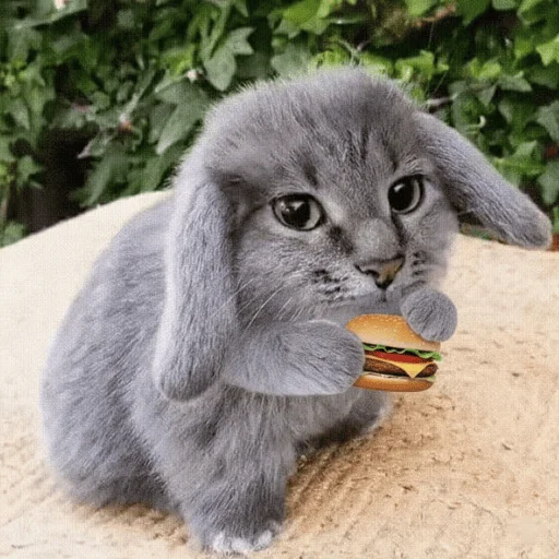 🐱 Стикер «катафеи» для Telegram