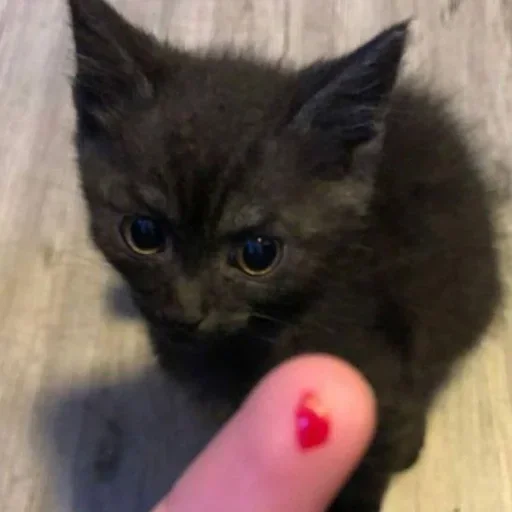 🍰 Стикер «котёнок няша» для Telegram