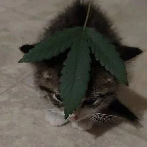 🍬 Стикер «котёнок няша» для Telegram