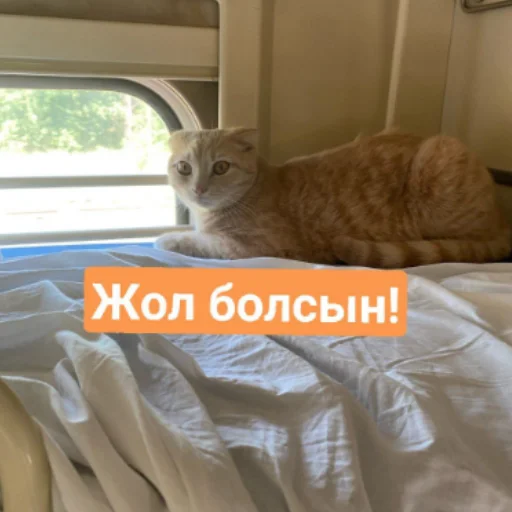 🛤 Стикер «Бірінші пак» для Telegram