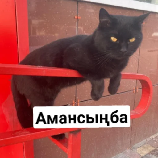 Стикерпак Бірінші пак для Telegram — скачать