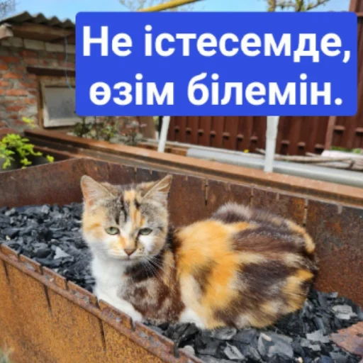 😏 Стикер «Бірінші пак» для Telegram