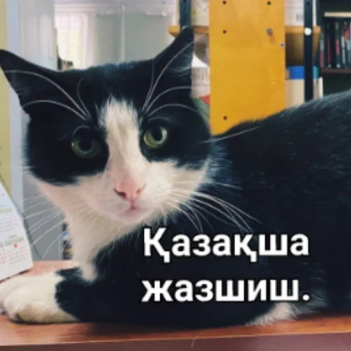 ✍ Стикер «Бірінші пак» для Telegram