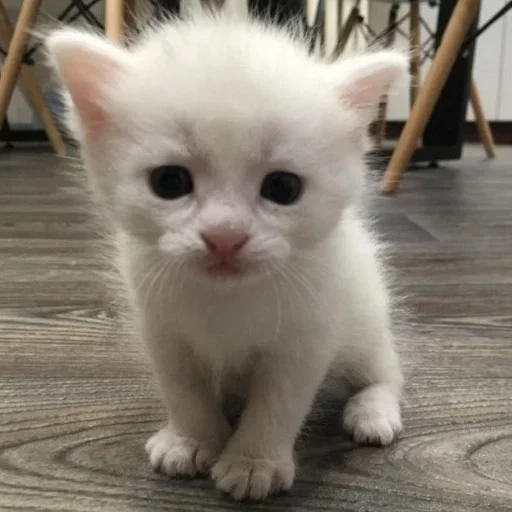 😓 Стикер «kitten$» для Telegram