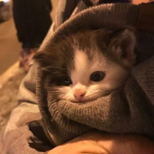 Стикерпак kitten$ для Telegram — скачать