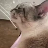 😼 Эмодзи «🍎 Кекисы #1» для Telegram