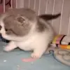 😿 Эмодзи «🍎 Кекисы #1» для Telegram
