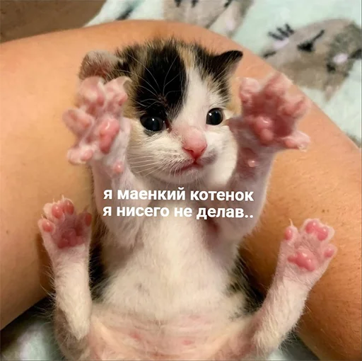 🥺 Стикер «Кекольников» для Telegram