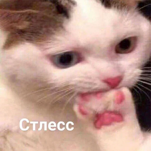 🥲 Стикер «Кекольников» для Telegram