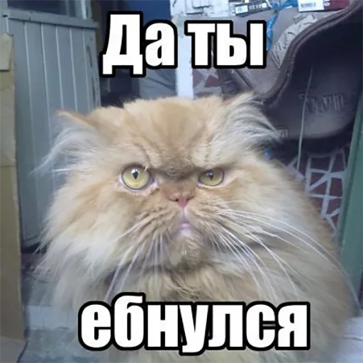 🙁 Стикер «Кекольников» для Telegram