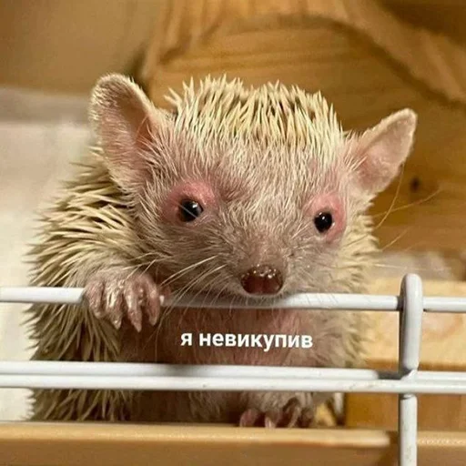 😐 Стикер «Кекольников» для Telegram