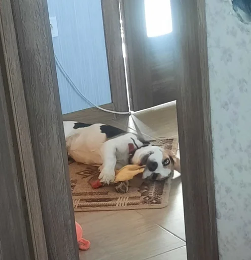 Стикерпак Beagle Amor для Telegram — скачать