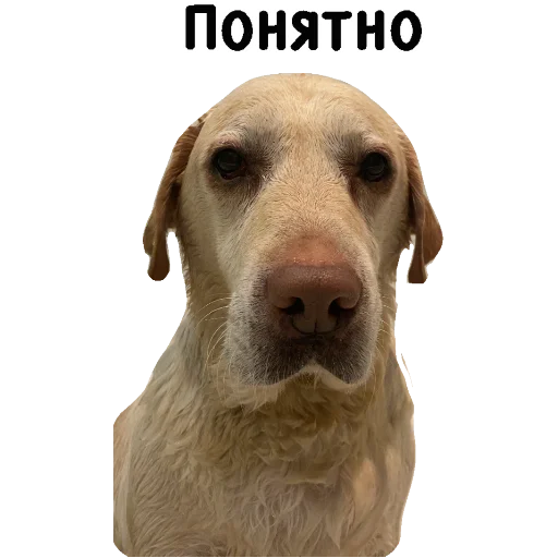 Стикерпак Actual для Telegram — скачать
