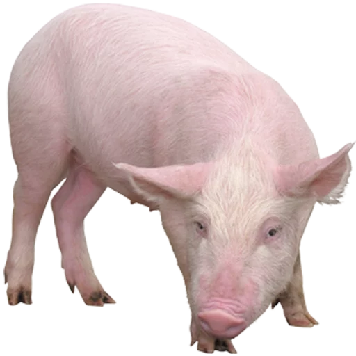 🐖 Стикер «Khe v C Mamuth» для Telegram