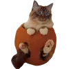 🐱 Эмодзи «Хэллоуин Tg» для Telegram
