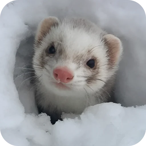🥰 Стикер «Хорьки» для Telegram