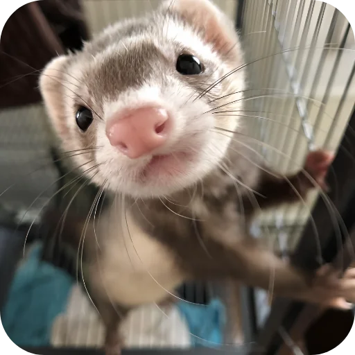 🥰 Стикер «Хорьки» для Telegram