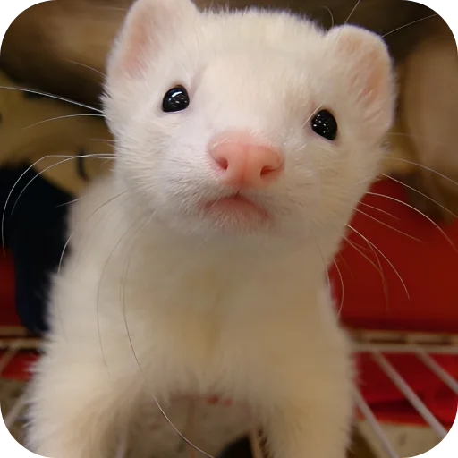 🥰 Стикер «Хорьки» для Telegram
