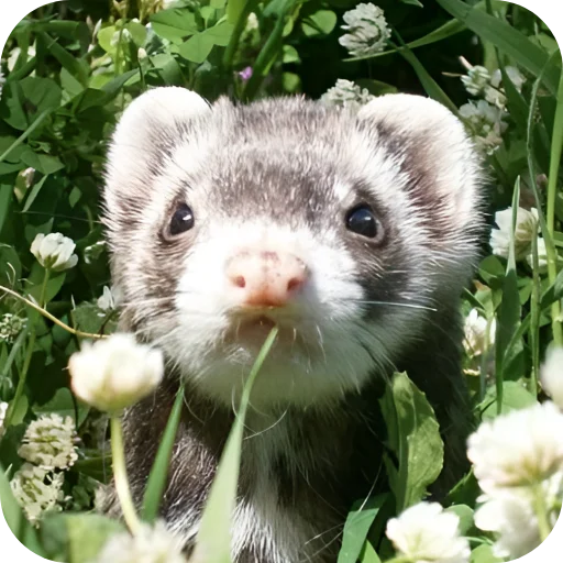 🥰 Стикер «Хорьки» для Telegram