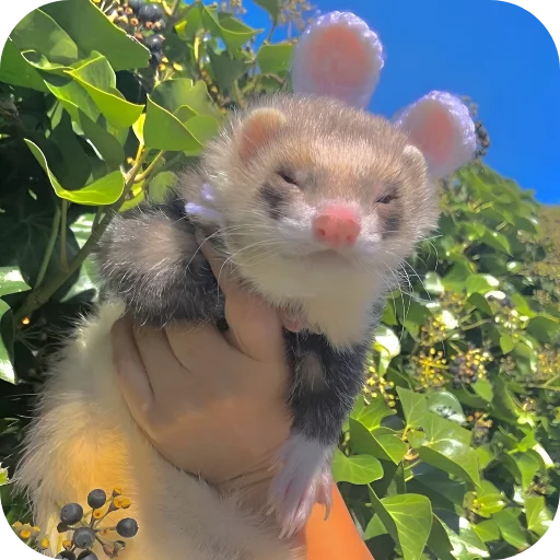🥰 Стикер «Хорьки» для Telegram