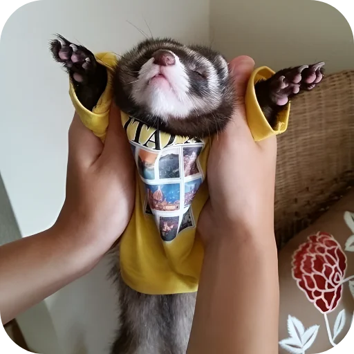 🥰 Стикер «Хорьки» для Telegram