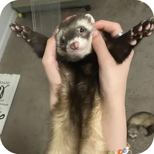 🥰 Стикер «Хорьки» для Telegram