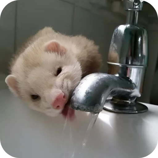 🥰 Стикер «Хорьки» для Telegram