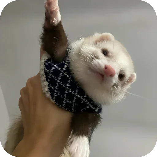 🥰 Стикер «Хорьки» для Telegram