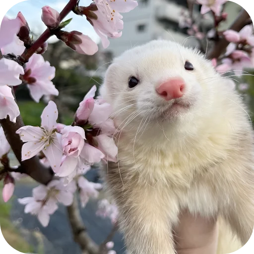 🌸 Стикер «Хорьки» для Telegram